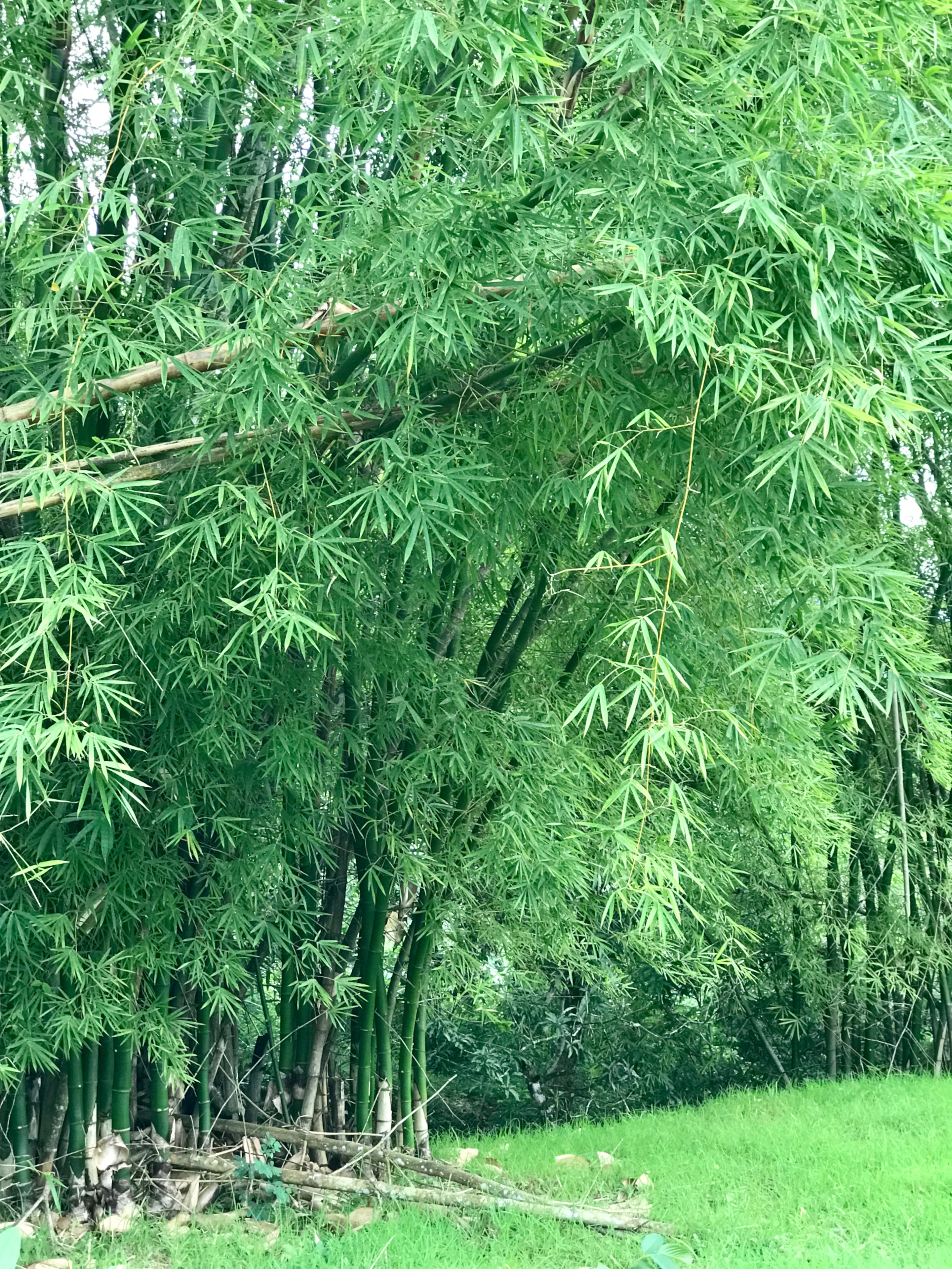 Bamboo grove — Morgan's Pass