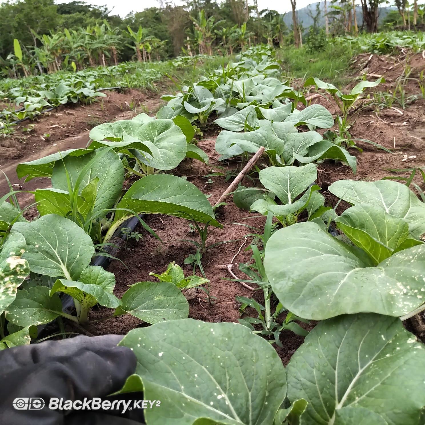 Cabbage and provision crops previously grown at Morgan's Pass
