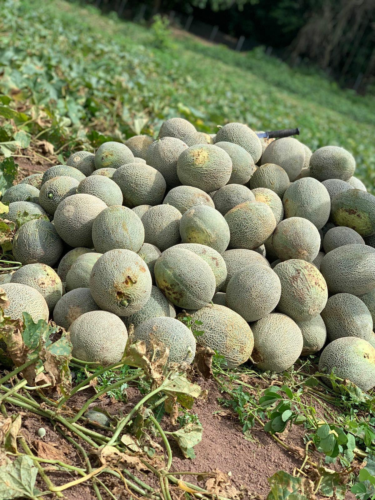 Cantaloupe previously harvested at Morgan's Pass