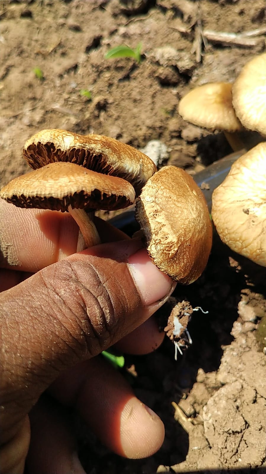 Wild mushrooms — grown on the land