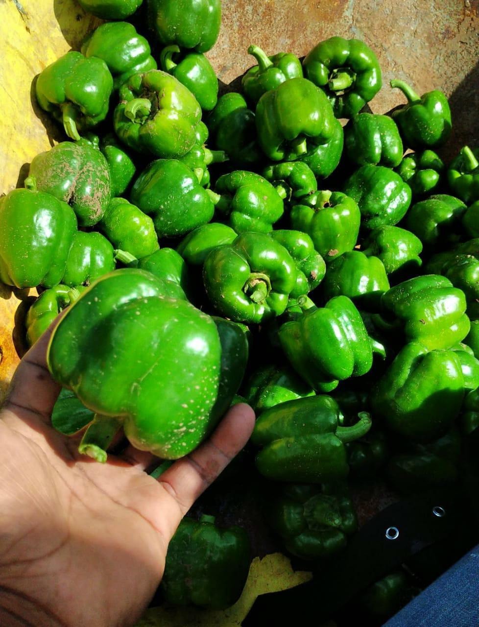 Sweet peppers — fresh from the field