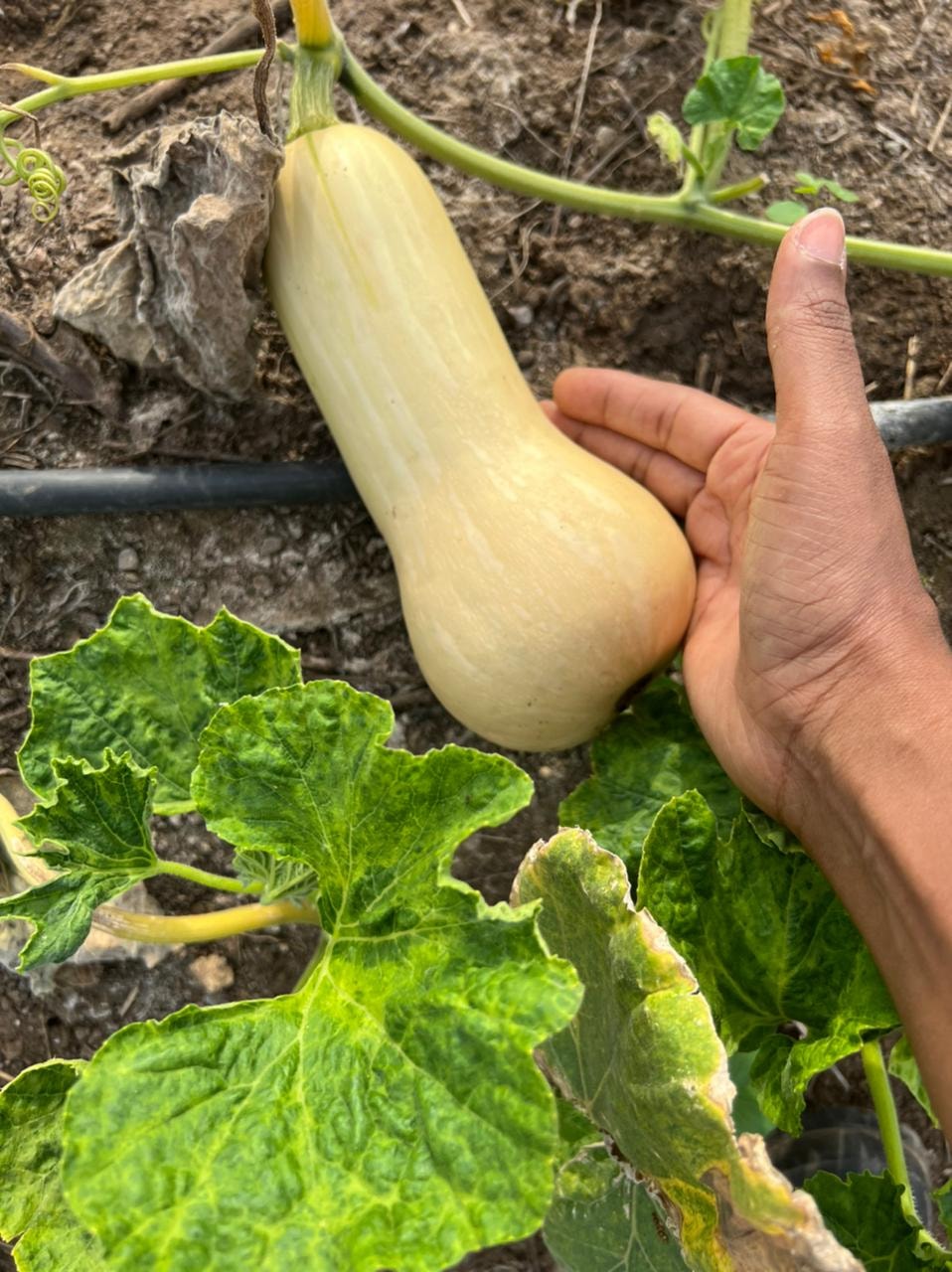 Squash previously grown at Morgan's Pass