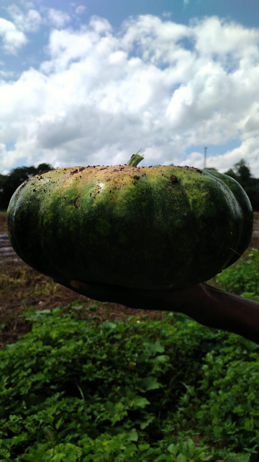 Watermelon harvest — prior agricultural operations, Morgan's Pass